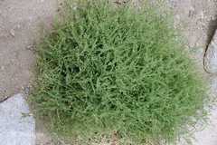 Cicer microphyllum